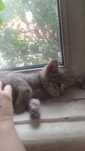 Котенок девочка домашняя