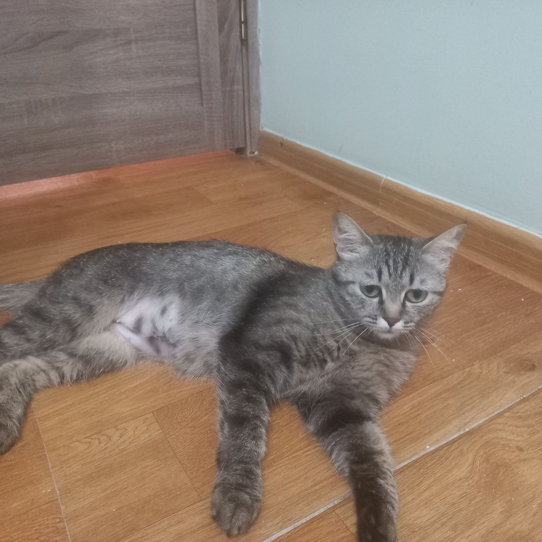 Отдам кошку девочку