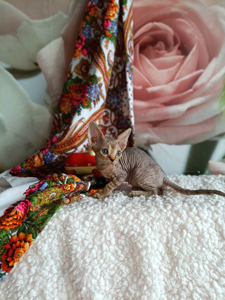 Котята Девон Рекс.