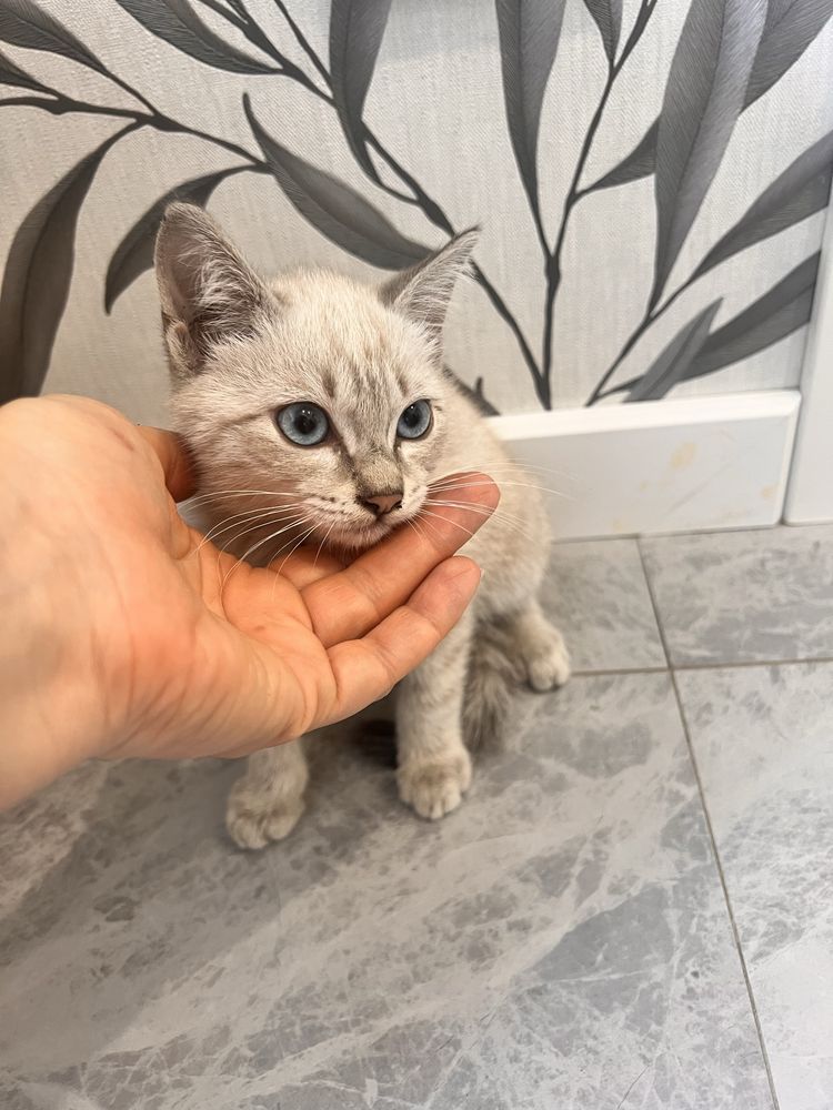 Котята в добрые руки.