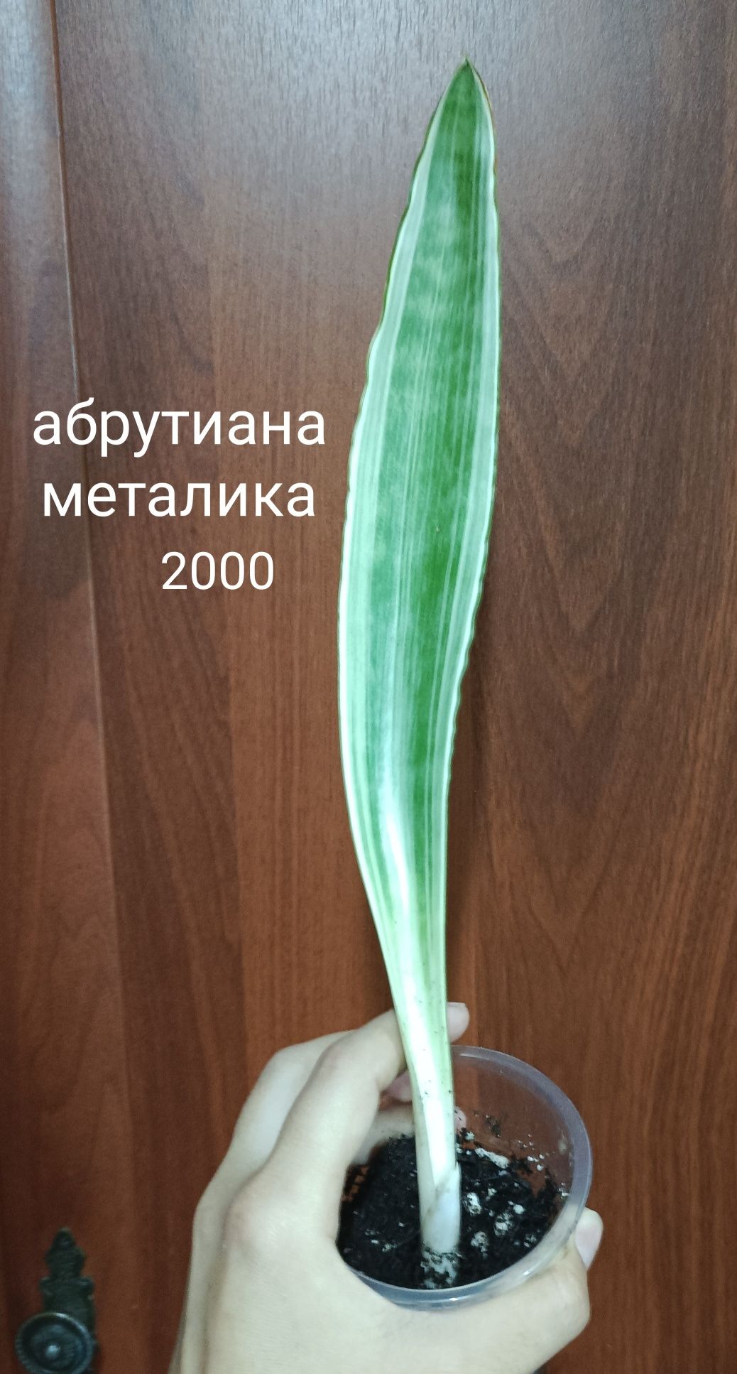 Продам комнатные цветы разные
