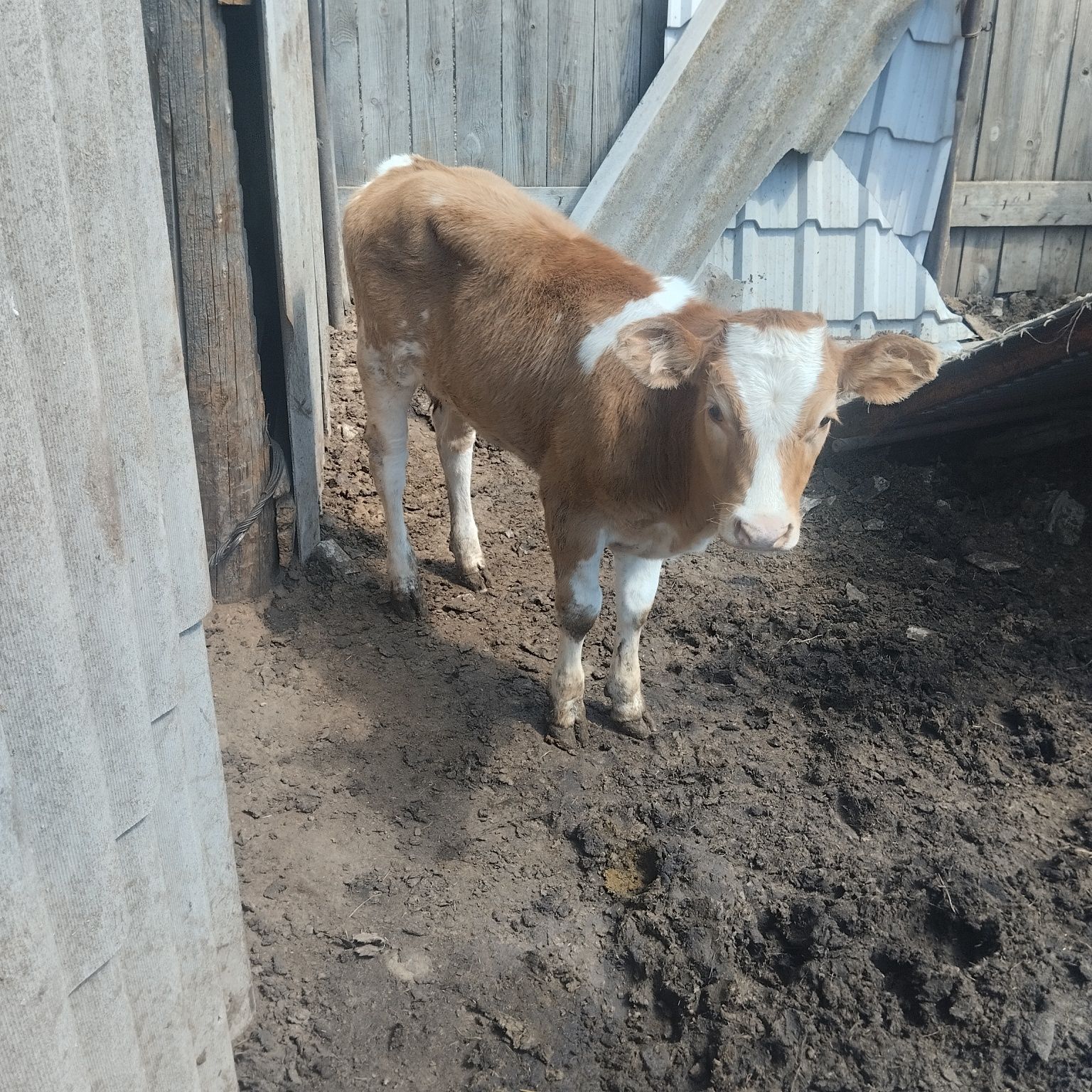 Продам тёлочку от молочной коровы