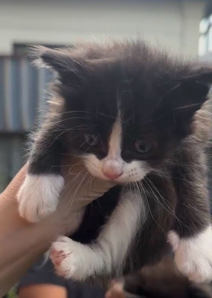 Котенок 1 месяц бесплатно