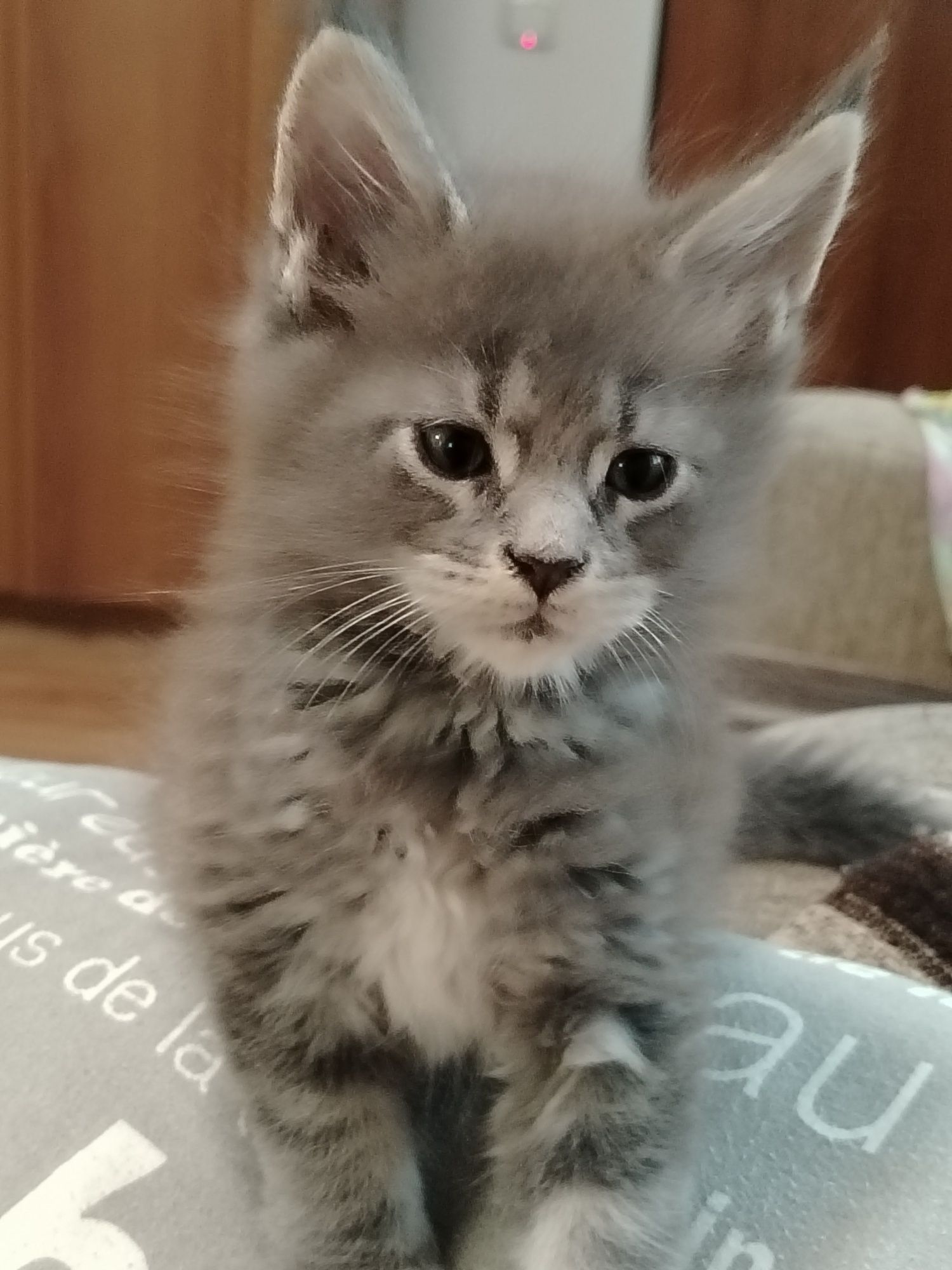 Котёнок Мейн-кун из питомника