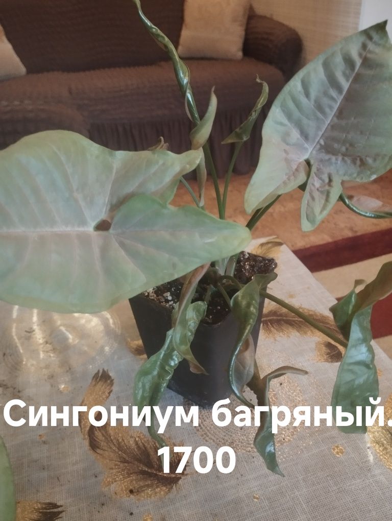 Продам комнатные  растения