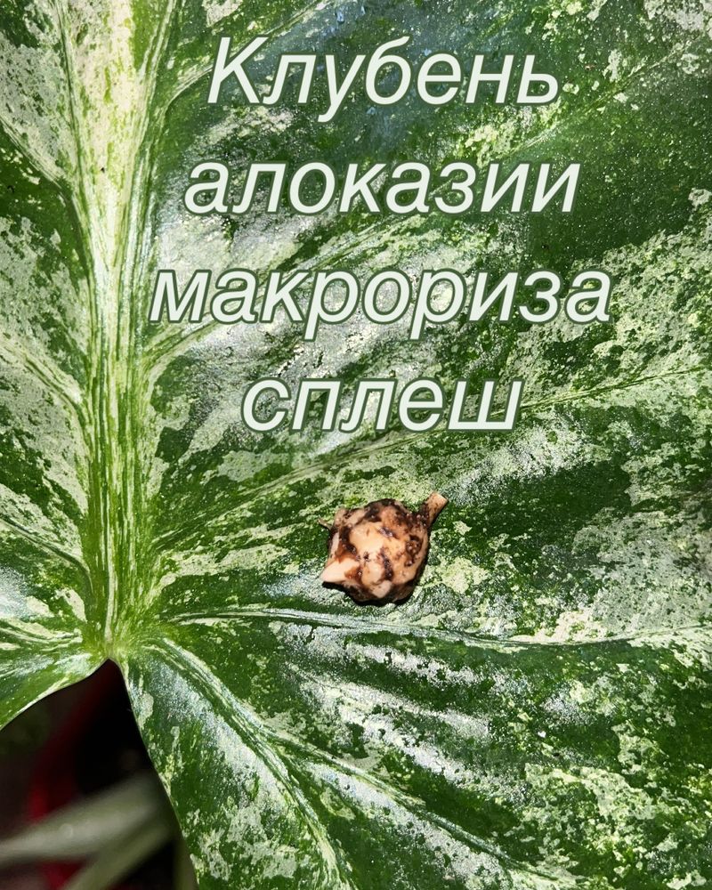 Алоказии Клубни Жаклин Блек стем фрайде макроризы шкуры дракона,