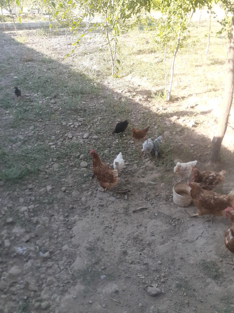 Продам кур. Тауык сатылады.