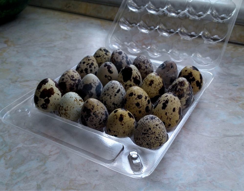 Бөдене Жұмыртқа Инкубационный Перепелка Перепелиное Тушка Еті Мясо
