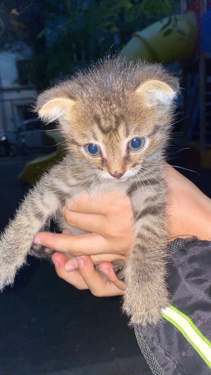 Котята вислоухие