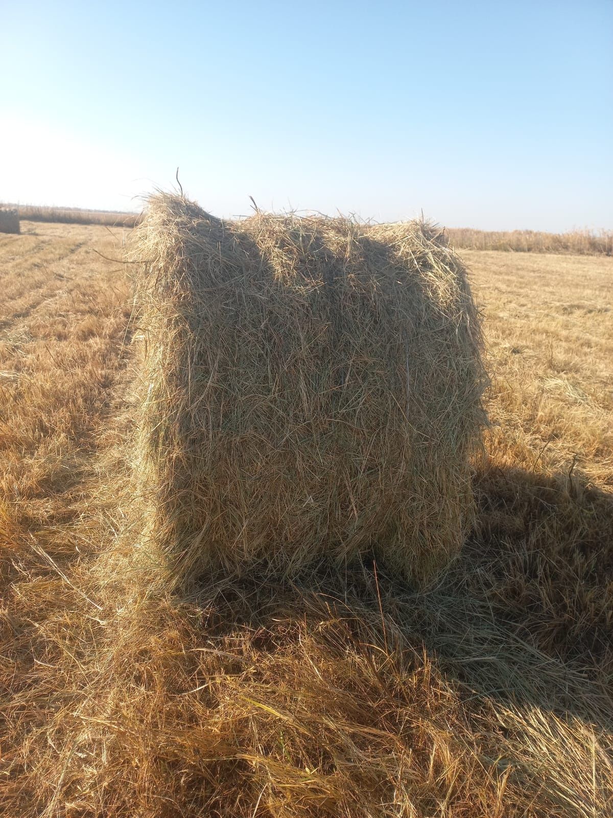 Продам сено в рулонах