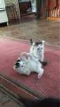 Котенок мальчик!