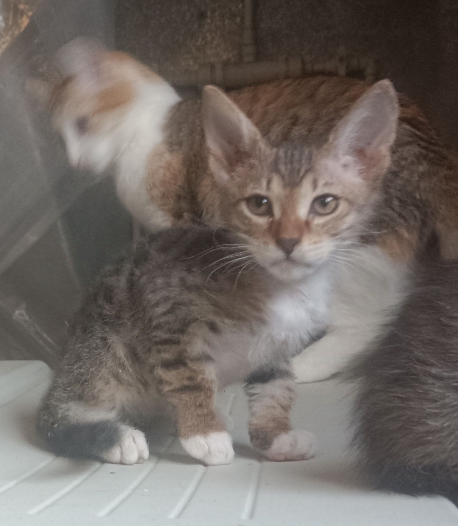 Котенок донского сфинкса в хорошие руки
