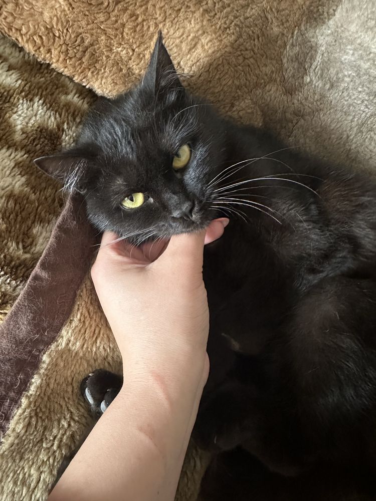 Кошечка в добрые ручки