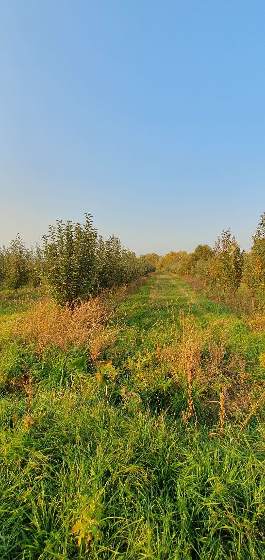 Продам  или сдам в пренду яблоневый сад в г. Есик.