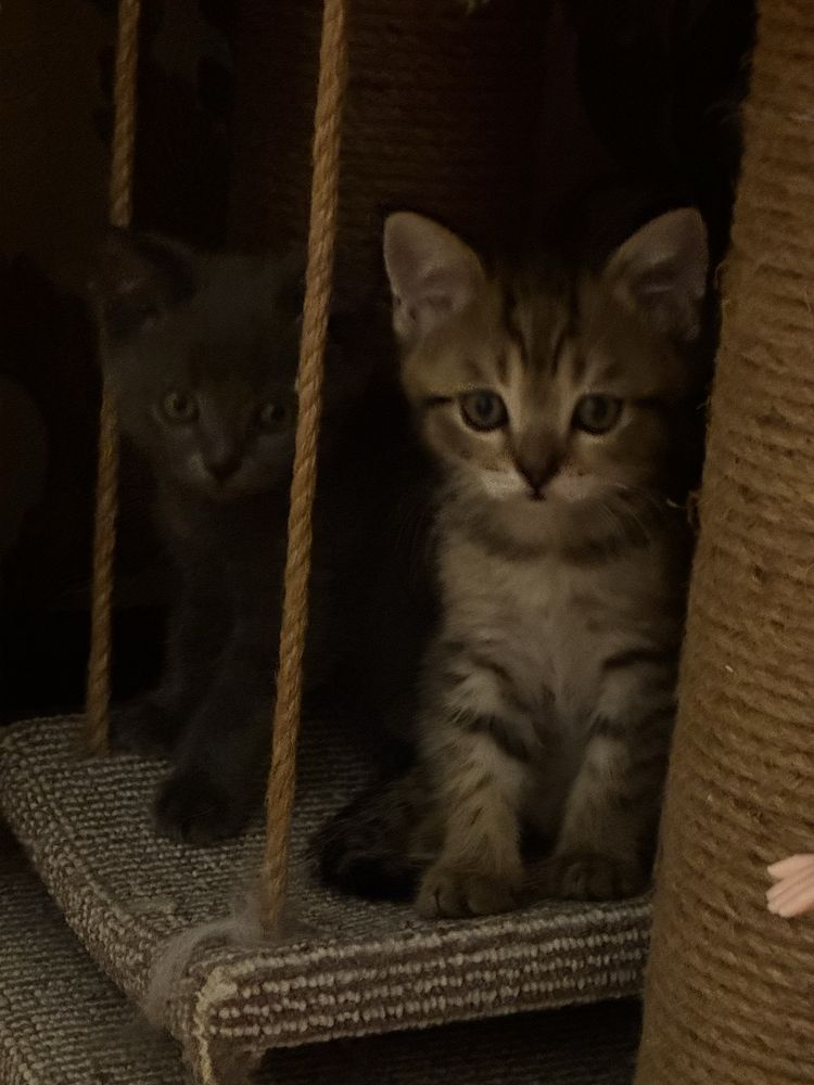 Котята девочки 2 с половинои месяца