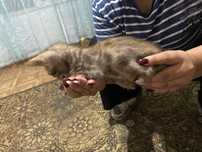 котята бенгальские