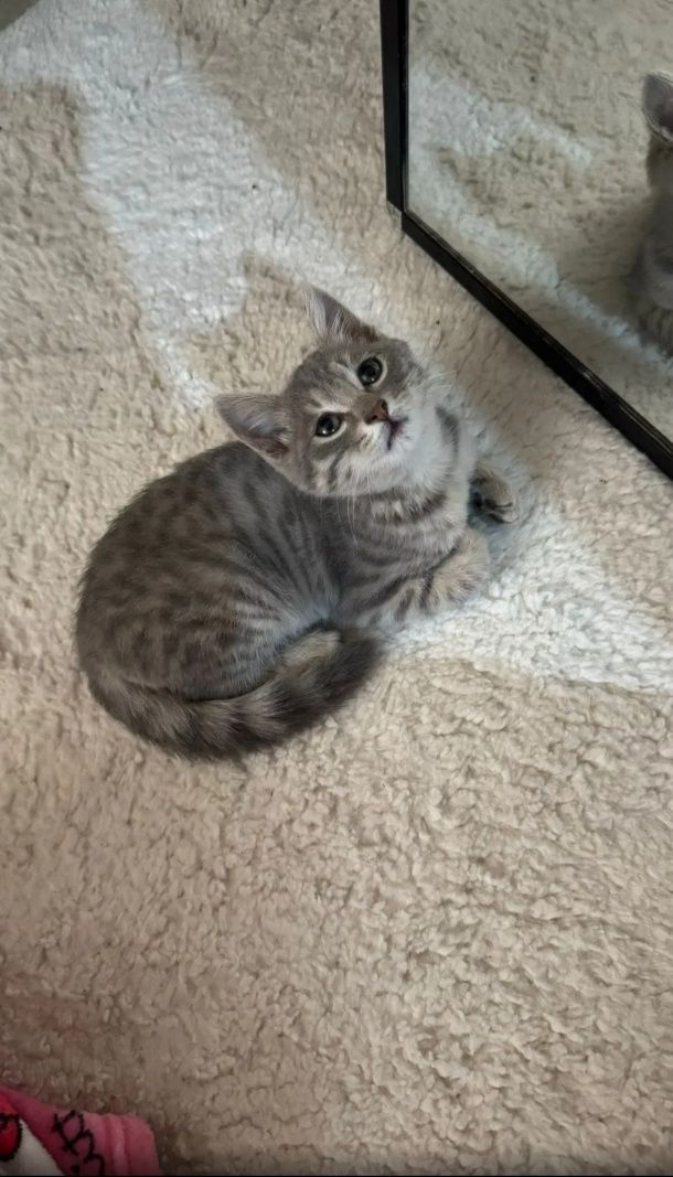 Котёнок в подарок все необходимое