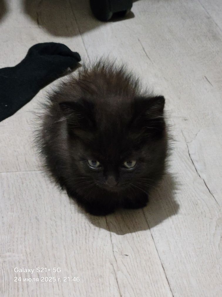 Отдам котенка даром