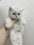 Котик британский