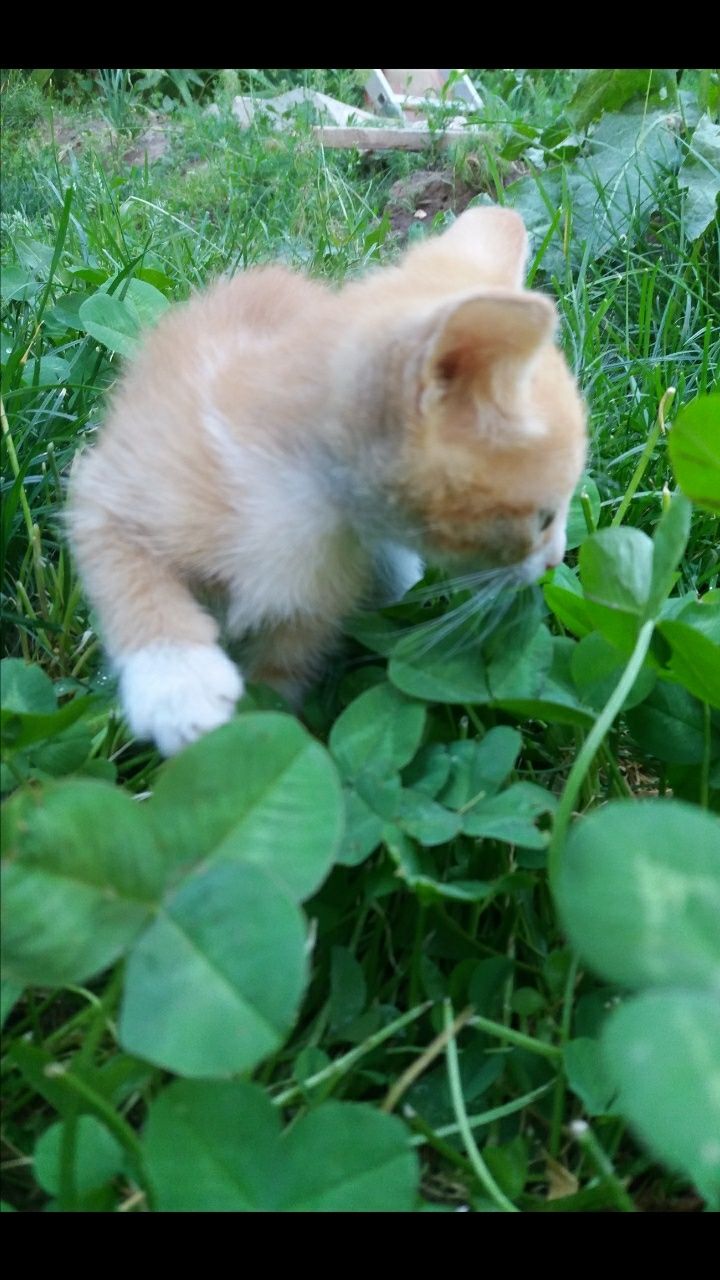Котёнок по имени МАРТИК. Оранжевый. Домашний. Мальчик. 1000 тн.