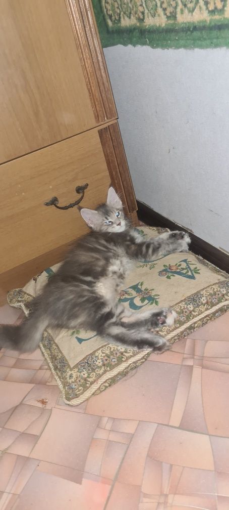 Котята мнйн кун.