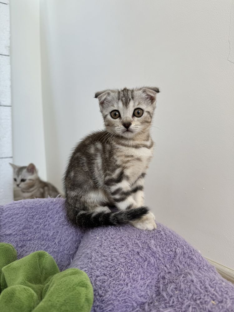 Шотландские котята ищут хозяев