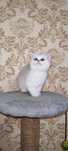 Клубные шотландские котята
