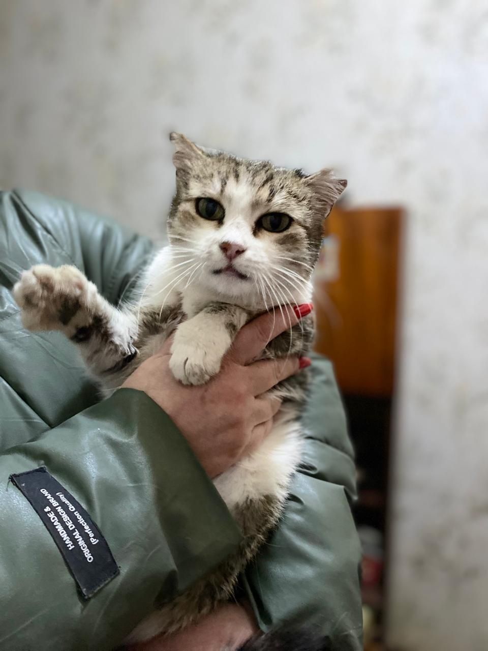 Кошечка в поисках дома