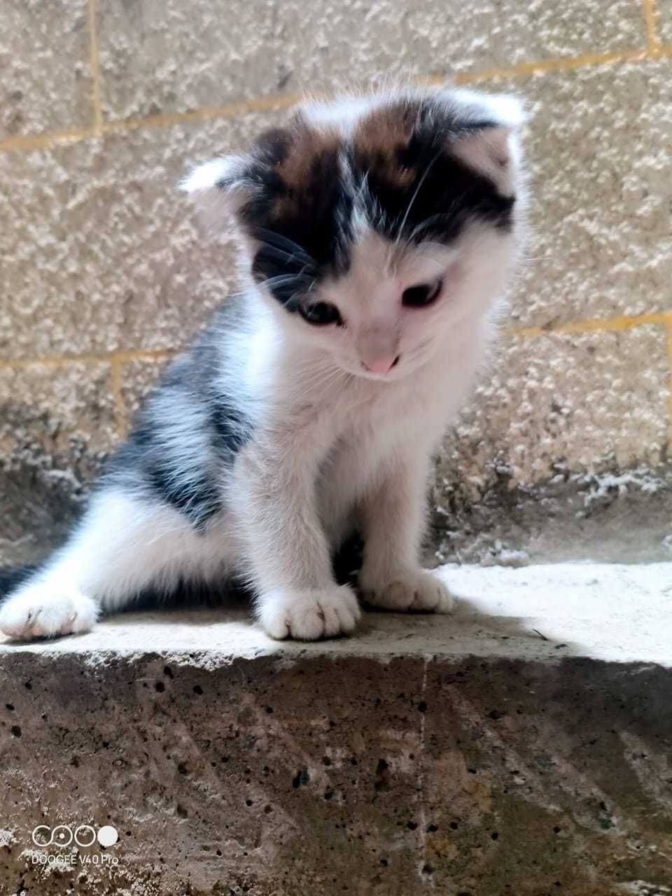 Вислоухие котята