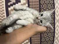 Котята шатланский
