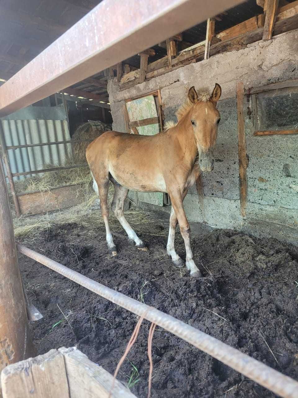 Продам жеребёнка