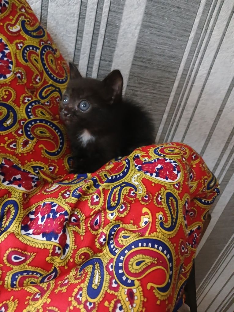 Отдам милого котенка