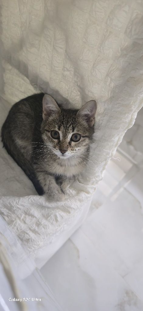 Котёнок полтора месяца девочка есть домашнюю еду и китекет