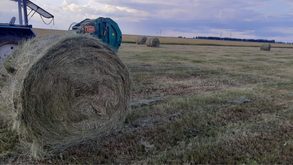 Сено в тюках продам