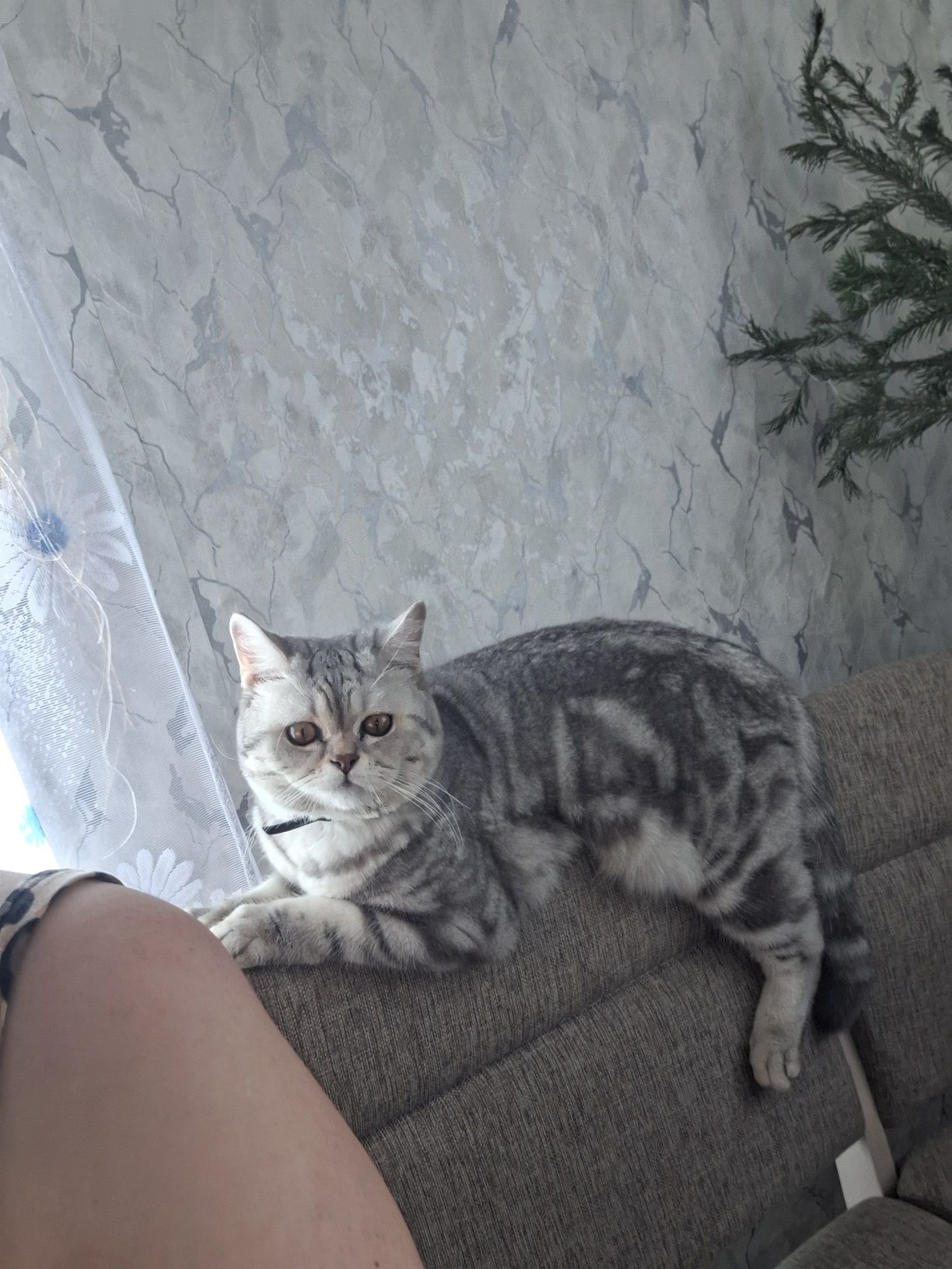Шотландец  ищет невесту
