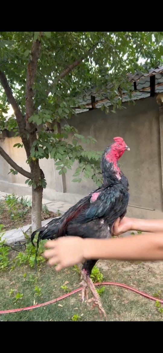 Продаётся дакан петух