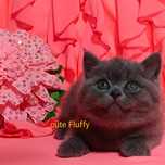 Короткошерстные британские котята от клубных родителей
