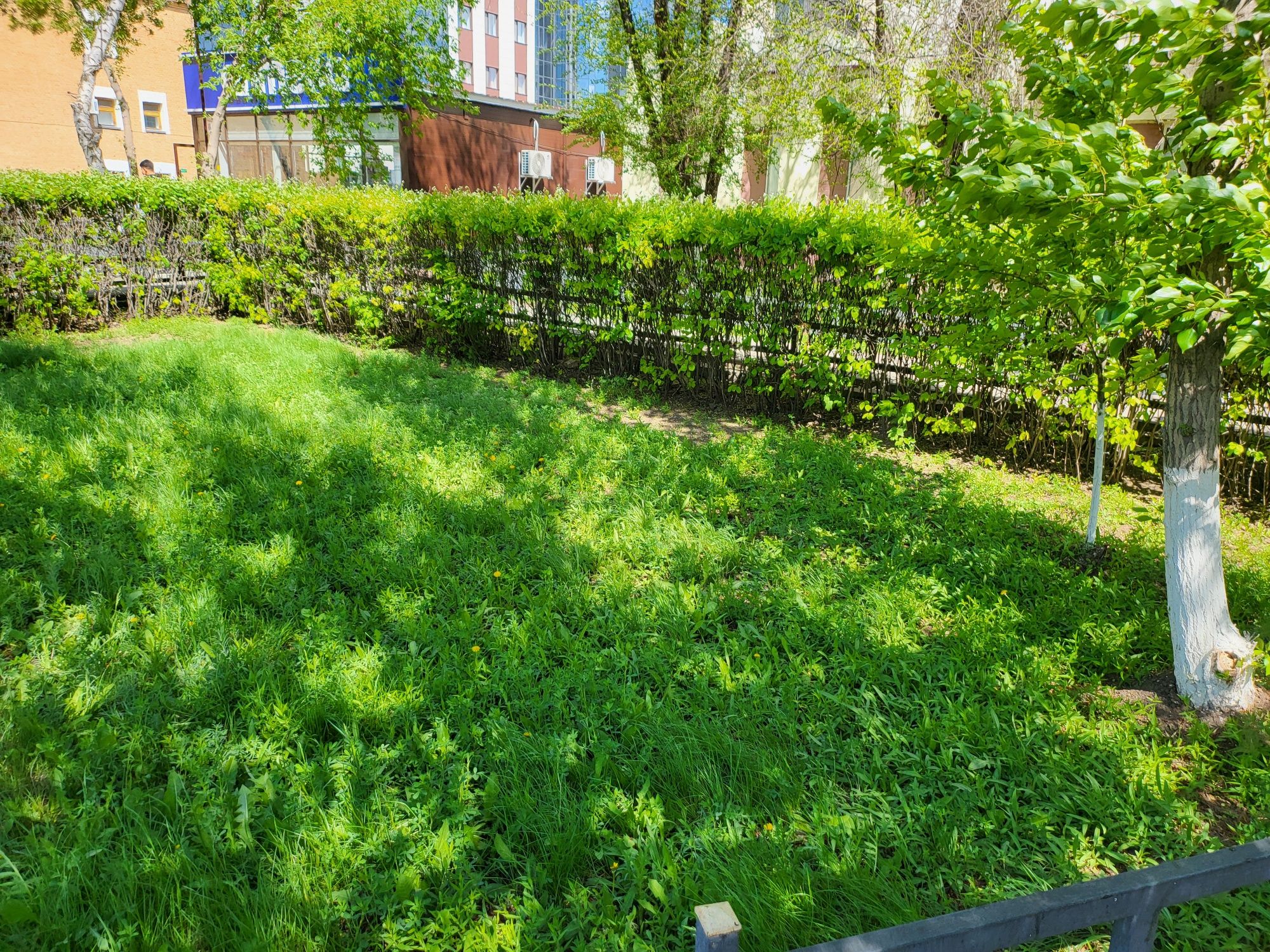 Стрижка, формовка живой изгороди, кустарников
