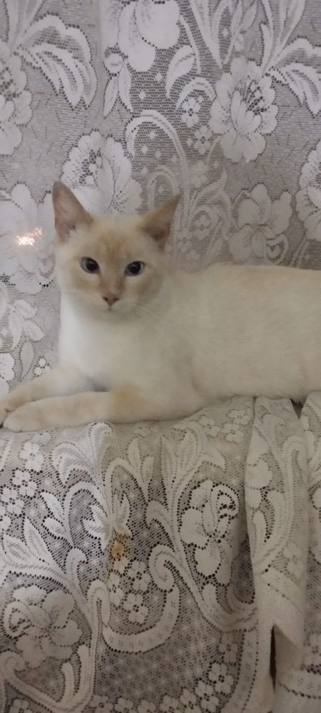 Молодой харизматичный котик ищет семью, кастрирован/ кот кошка котенок