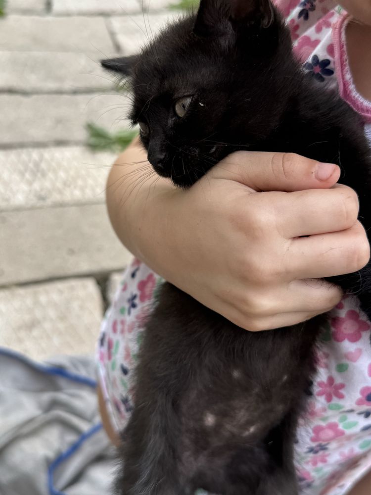 Отдам котят бесплатно