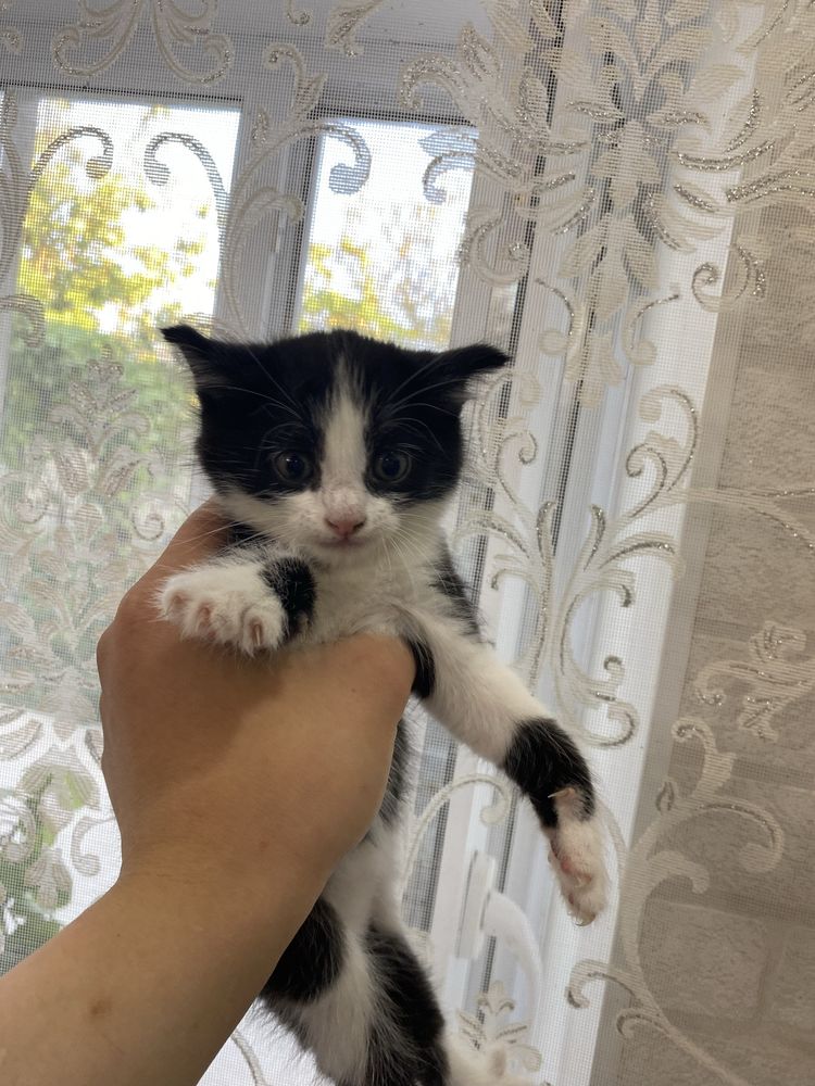Котята  домашние Приучены к лотку