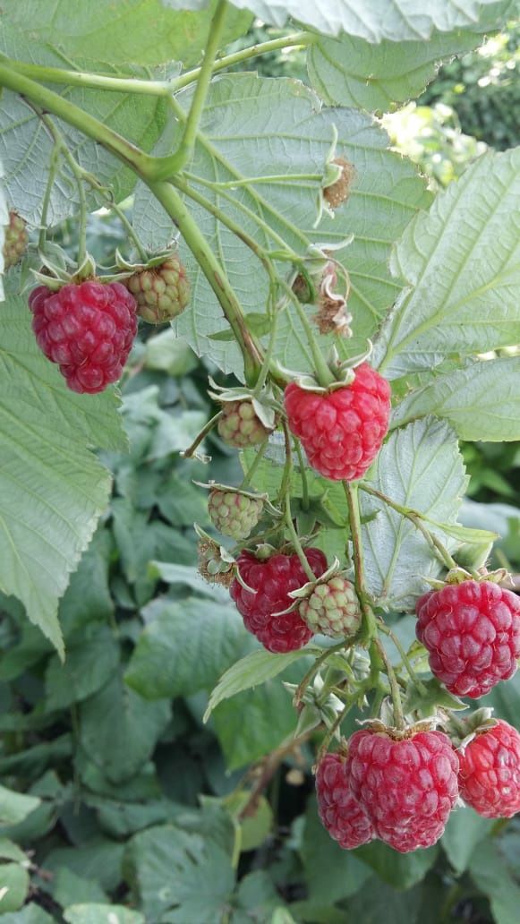 Продам дачную свежесобранную малину.
