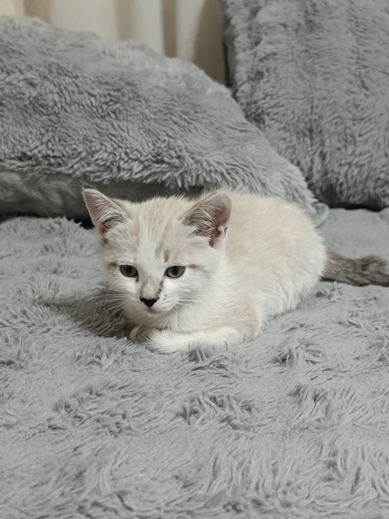 отдам котёнка 2 месяца