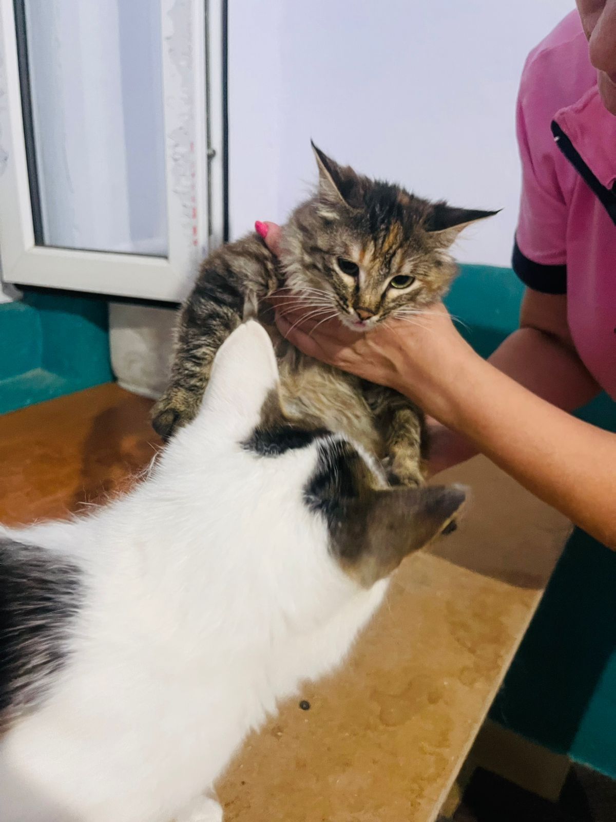 Котик в добрые руки