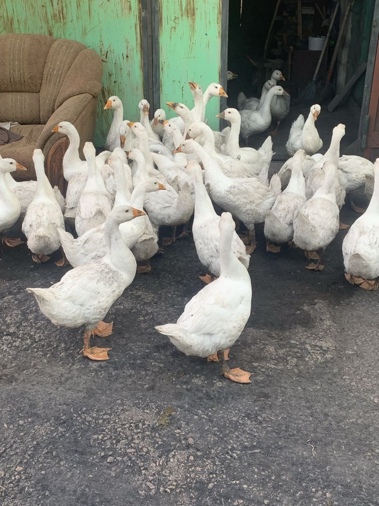 Продам гусей 2мес