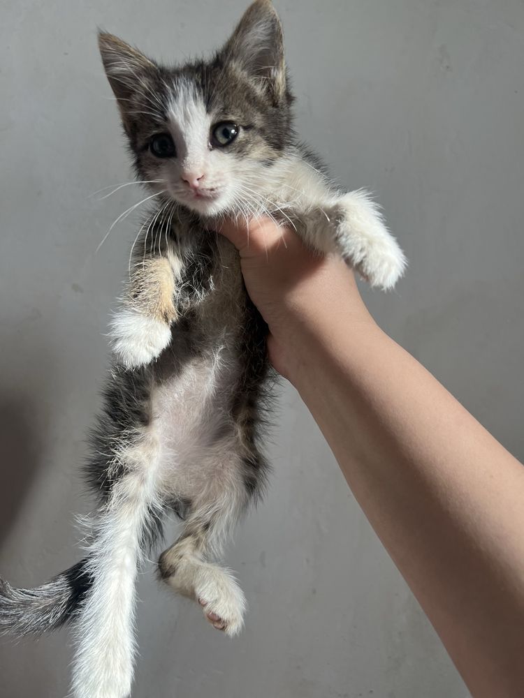 Отдам даром котенка, игривая