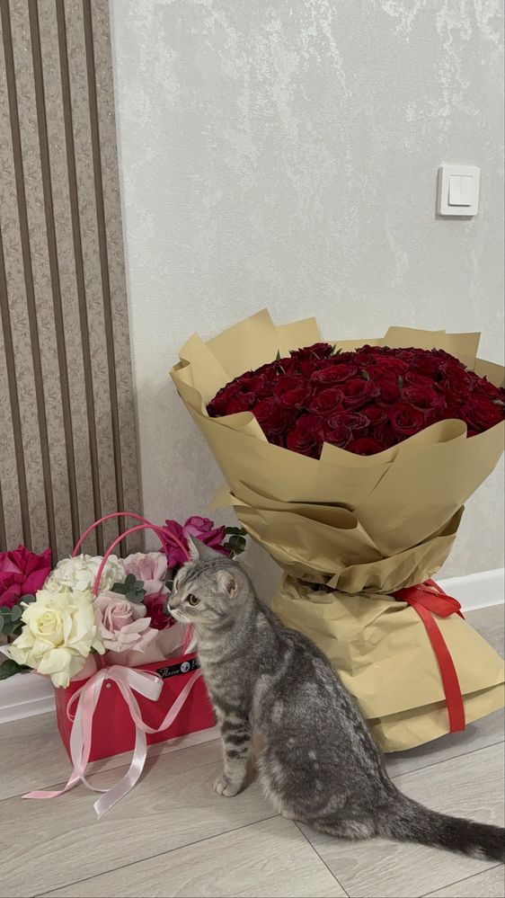 Шотландская прямоухая кошка