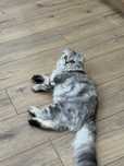 Котенок. Мысық. Кот. Кошка