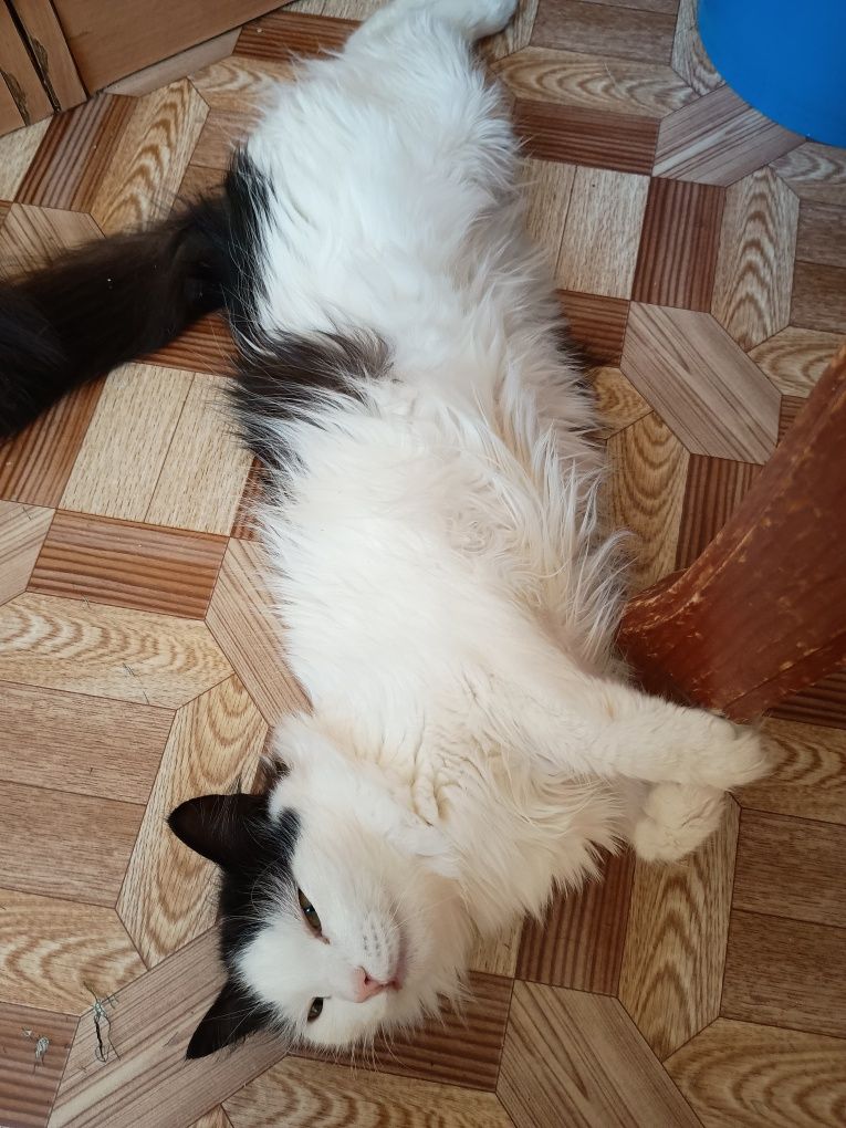 Кошечка ищет дом