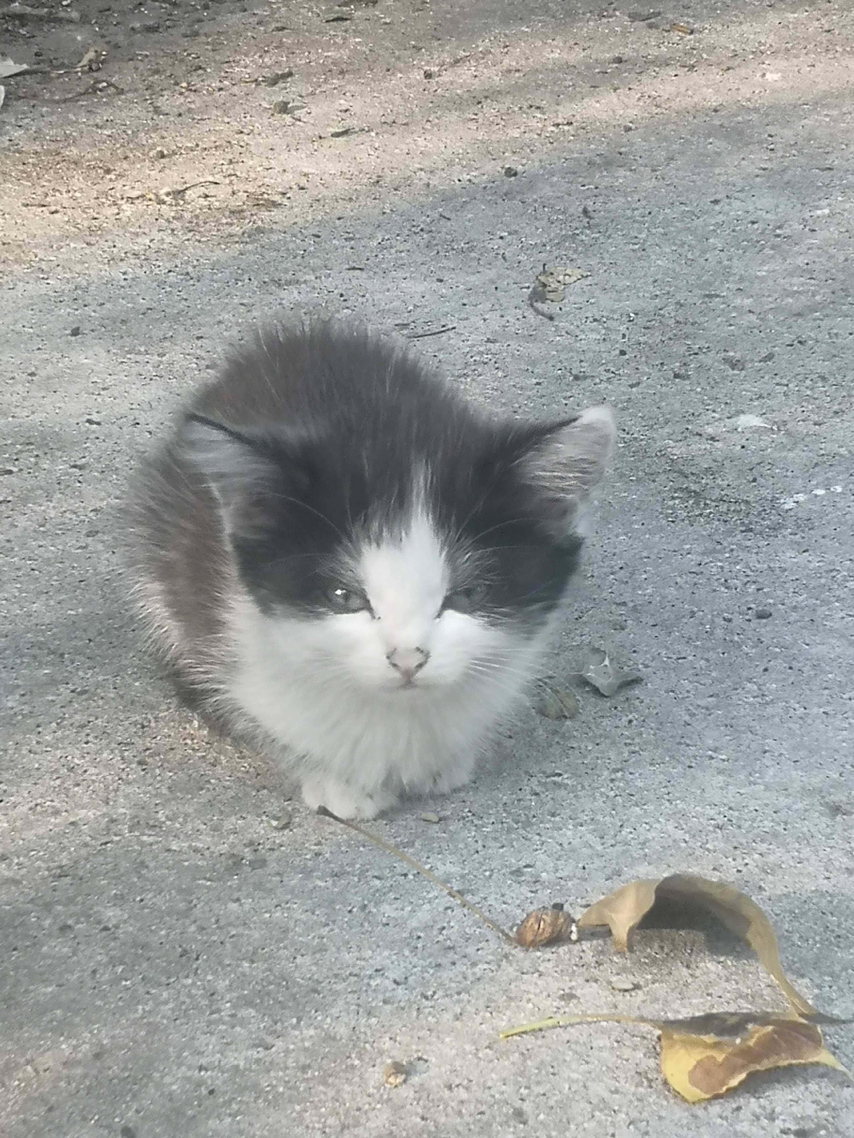 Отдам в  котят в добрые руки